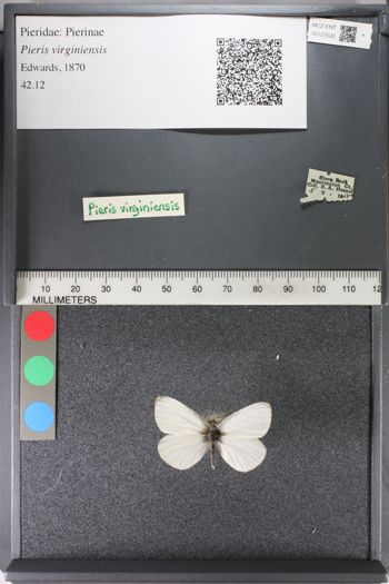 Media type: image;   Entomology 127522